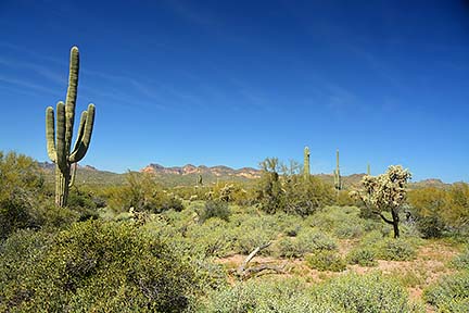 McDowell Mountain Regional Park, February 12, 2015